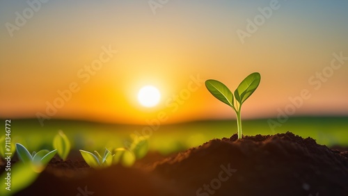 young green plant shoots sprout from the soil against the background of the rising sun with a free place to insert text, the concept of preserving an environmentally friendly environment, Revival