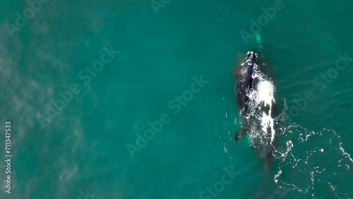 Right whale calf swims over moms back in aquamarine ocean, aerial overhead shot photo