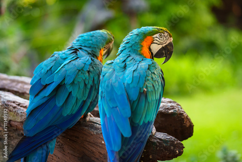 two blue-and-yellow macaw (Ara ararauna), also known as the blue-and-gold macaw on wood tree branch © geargodz
