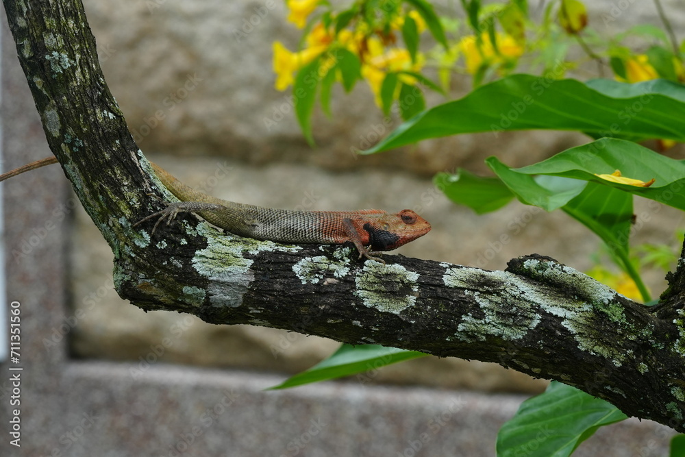 Naklejka premium The Crested Tree Lizard, scientifically known as Calotes versicolor, is a species of agamid lizard found in South and Southeast Asia. This lizard is commonly known by various names