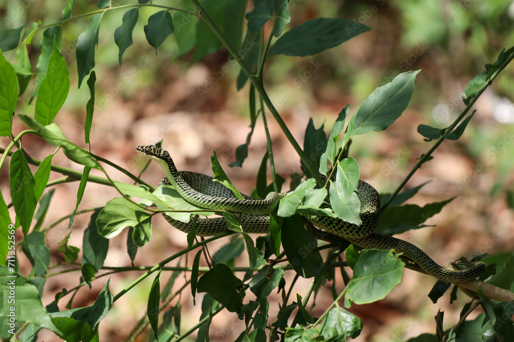 golden tree snake (Chrysopelea ornata) golden tree snake (Chrysopelea ornata)