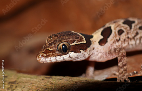 Angulated bow-fingered gecko (Cyrtodactylus angularis) photo