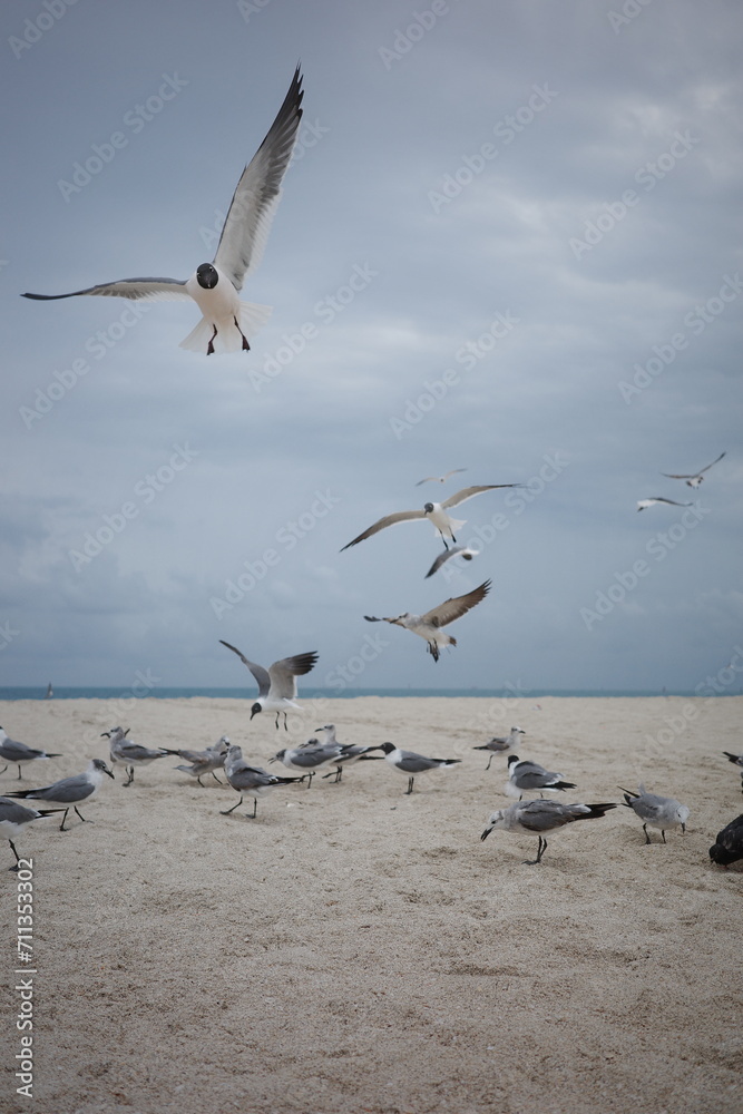 Fototapeta premium seaside skyline