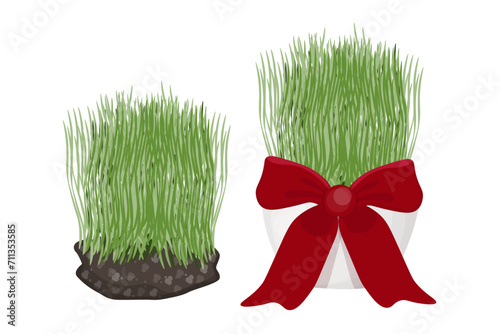 fresh Wheatgrass with red ribbon on white background.  Nowruz holiday concept. 