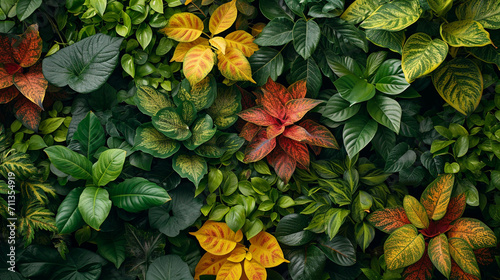 A mesmerizing close-up shot of ornamental plants with intricate and variegated leaves, their lush foliage arranged in an aesthetically pleasing manner, highlighting the natural bea