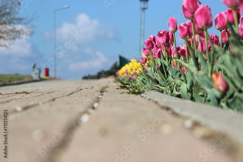 Symphony of Beauty: A Garden Colored with the Harmony of Yellow and Pink Tulips