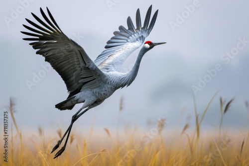 Sarus crane, world's tallest flying bird, animal wildlife