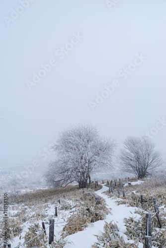 Wallpaper Mural 霧に煙る冬の高原 Torontodigital.ca