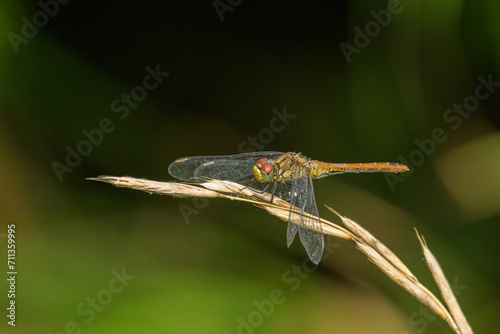 A vagrant darter dragonfly resting on a plant © Stefan