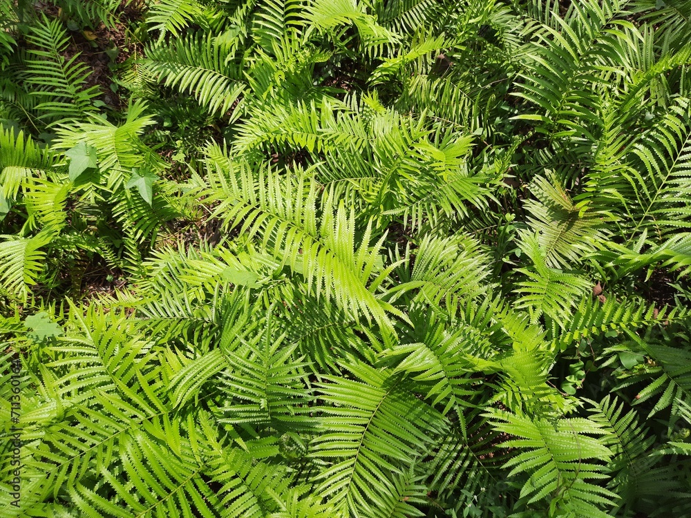 fern leaves. fern leaf in the forest.