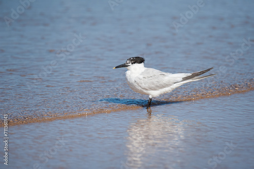 A sandwich tern standing at the beach