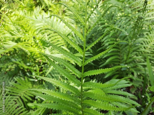 fern leaves. fern leaf in the forest.