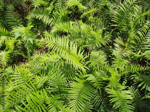 fern leaves. fern leaf in the forest.