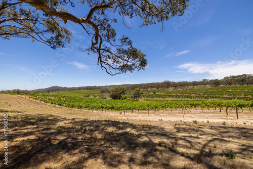 Views of the vineyards in the Clare Valley region of South Australia