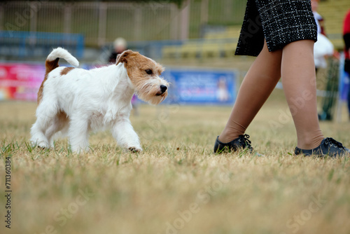 Jack Russell dog obediently follows a woman on a walk