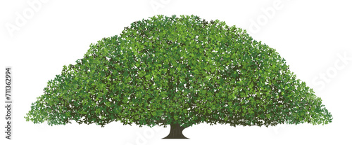 Big Monkey Pod Tree Vector Flat Illustration Isolated On A White Background.