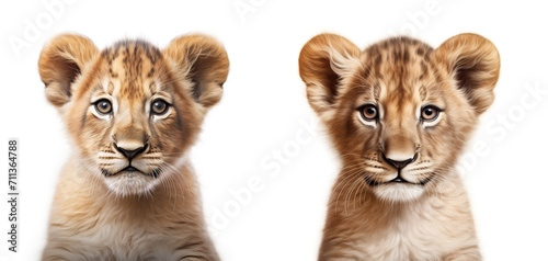 A cute close up of a baby lion cub on white background