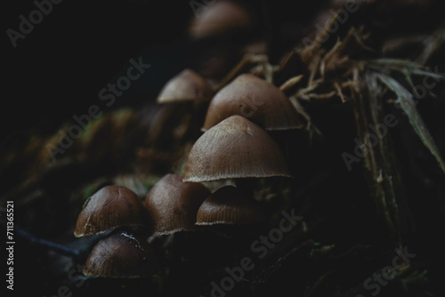 Mushroom, dark moody