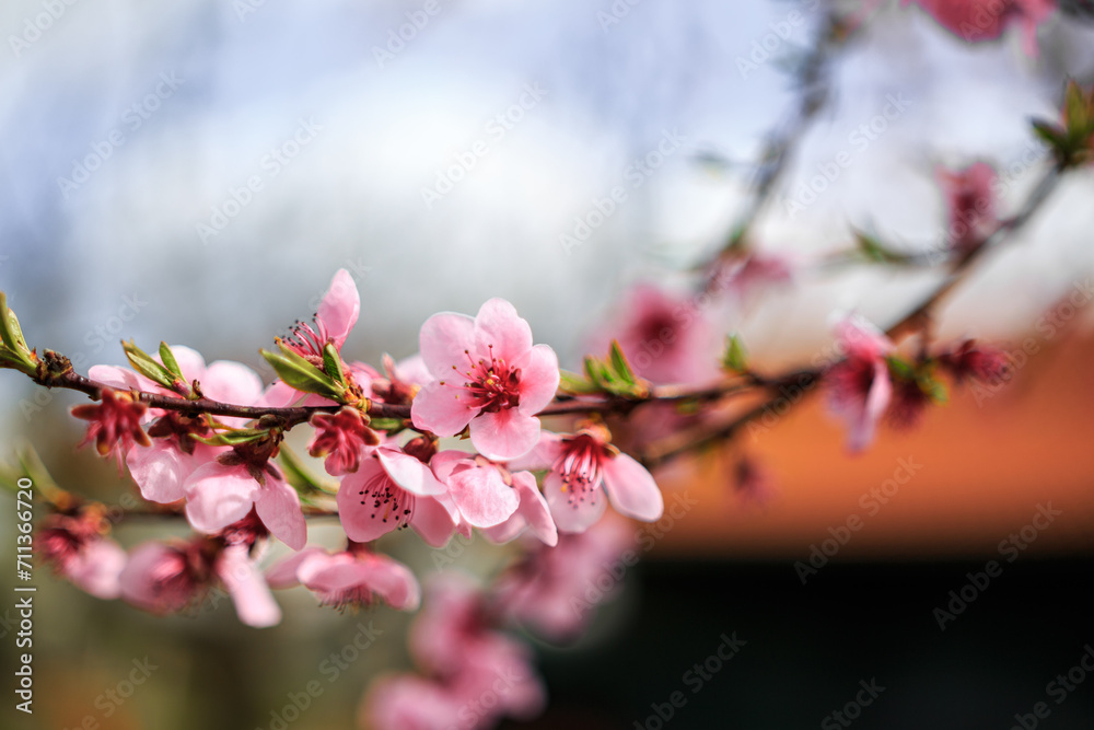 Cherry tree blooming wit beautiful background.