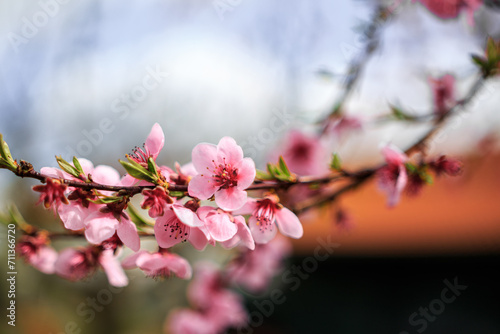 Cherry tree blooming wit beautiful background.