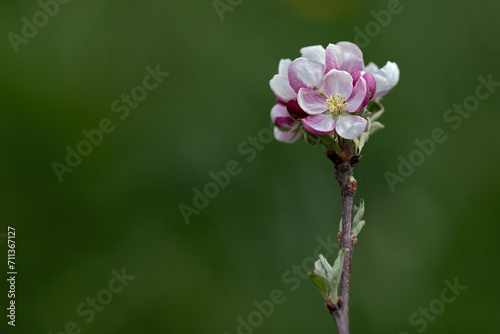 Close-up of white-pink flowers of an apple tree on green background with lot of copy space