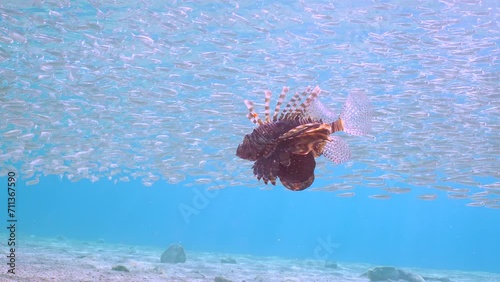 Red lionfish hunting on large school of small brightly fishes Hardyhead Silverside swims under of shoal in shallow water at daytime in bright sunlight, Slow motion photo