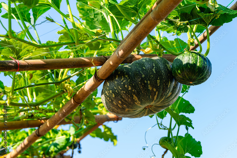 Green japanese pumpkin hanging on pumpkin tree in vegetable garden.