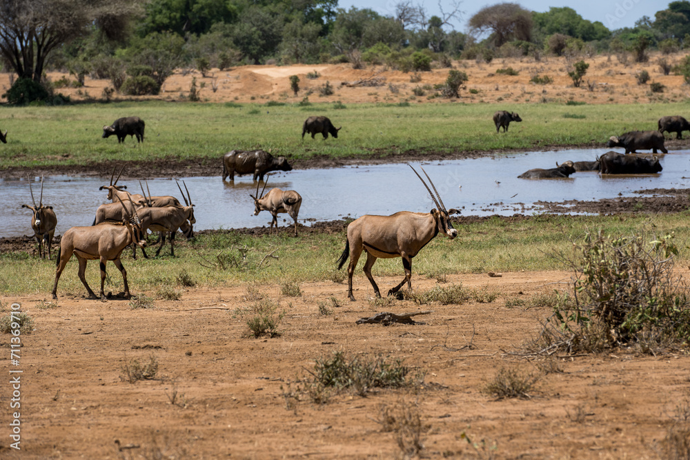 Fototapeta premium herd of elanantelope in the savanna of Africa