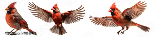 northern cardinal bird set png. red cardinal in flight png. red bird png. bird png photo