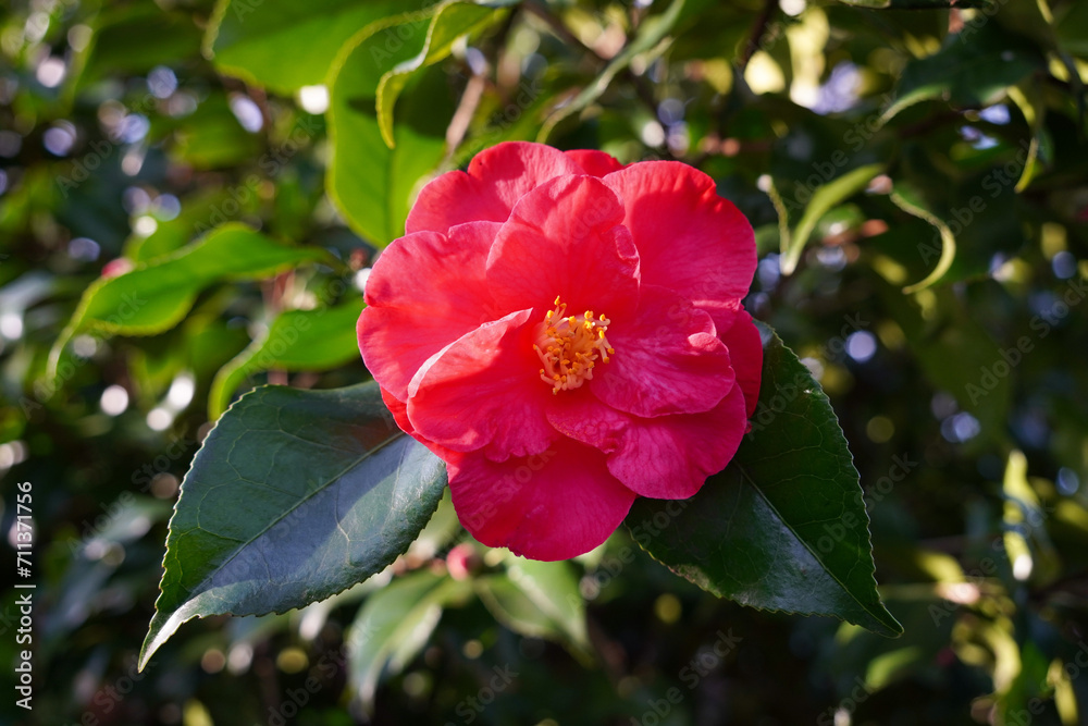 beautiful red camellia on flowering garden bush in early spring. red flower in seasonal bloom beautiful red camellia on flowering garden bush in early spring. red flower in seasonal bloom
