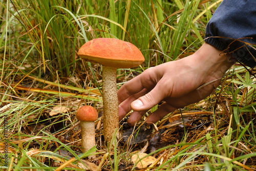 A hand reaches out to pluck an aspen mushroom growing in the forest. Mushrooms in the forest. Mushroom picking