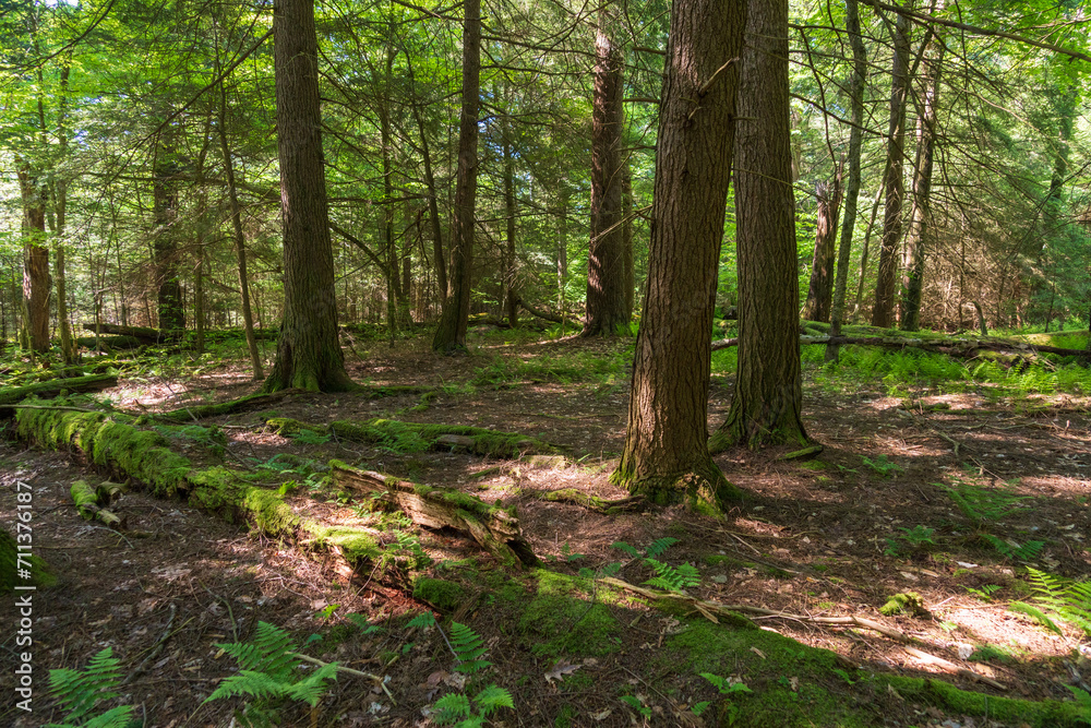 Forest Floor at Allegheny National Forest in Pennsylvania Forest Floor at Allegheny National Forest in Pennsylvania