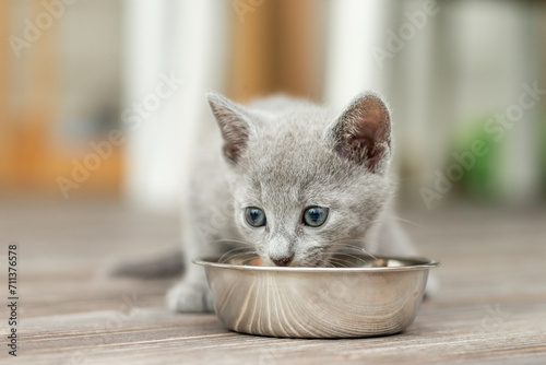 Kleines Kätzchen frisst Futter aus dem Futternapf in der Wohnung 