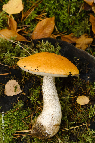 A large aspen mushroom with an orange cap grows in the autumn forest. Mushrooms in the forest. Mushroom picking