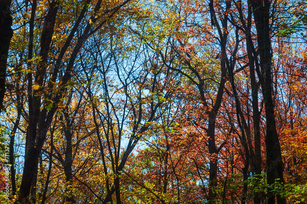 Canopy in the Woods of Allegheny National Forest Canopy in the Woods of Allegheny National Forest