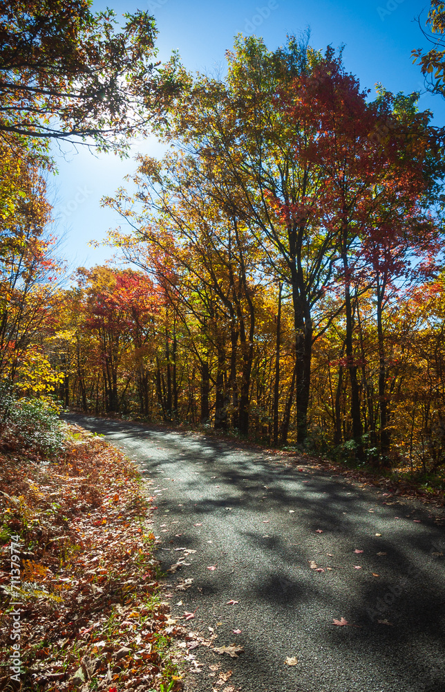 Obraz premium Road through Allegheny National Forest in Pennsylvania