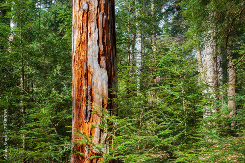 Raw Exposed Debarked Trees at Allegheny National Forest photo