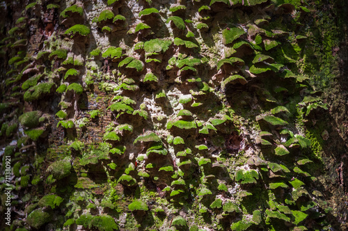 Texture of Mossy Mushrooms at Allegheny National Forest