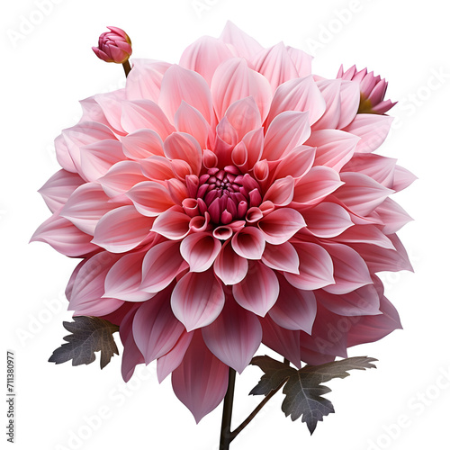 pink lotus flower isolated. lotus flower png. pink flower top view. flower flat lay png. pink dahlia flower png. dahlia flower top view. dahlia flower flat lay png photo