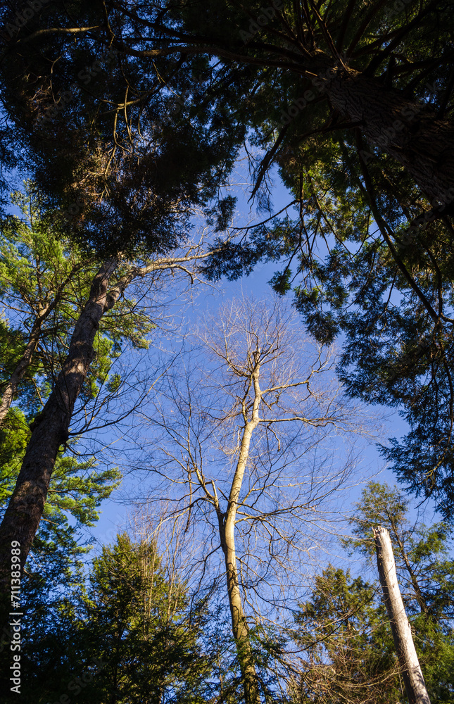 Canopy in the Woods of Allegheny National Forest Canopy in the Woods of Allegheny National Forest