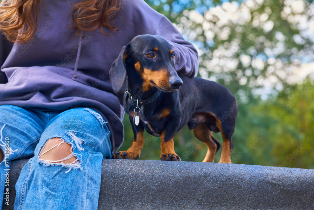 Cheerful dachshund dog, sitting child girl in jeans