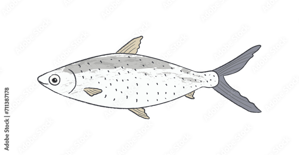 Whole milk fish body, top view