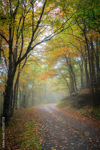 Beautiful Hazy Foggy Autumn Fall Road in Allegheny National Forest