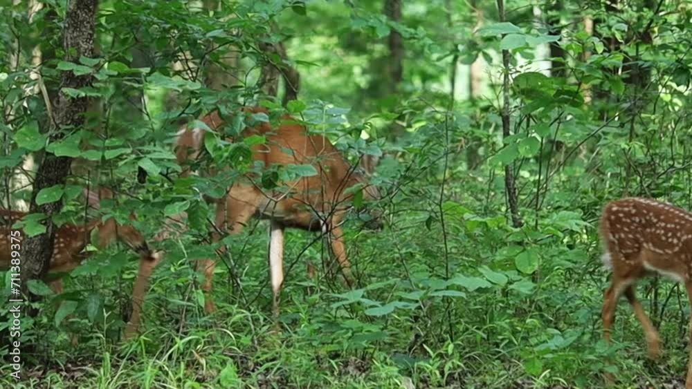 A Fawn And Mother Deer Graze In The Forest Together
A Fawn And Mother Deer Graze In The Forest Together