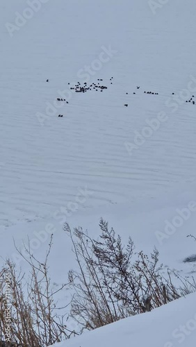 Flock of starling birds on the frozen lake flying around in search of food photo