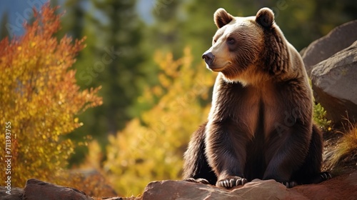 A bear sitting in the forest and looking to the side. Wildlife image of a big brown bear sitting in an autumn forest. Wildlife image of a beautiful bear sitting in the woods looking away.