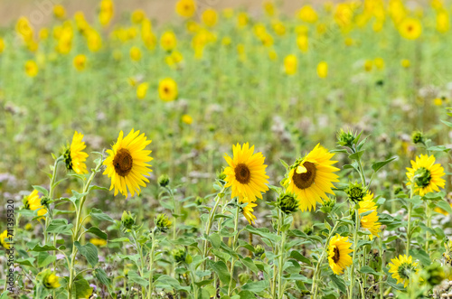 Yellow sunflowers in a field during summer