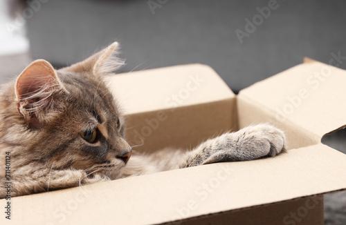 Fototapeta Naklejka Na Ścianę i Meble -  Cute fluffy cat in cardboard box indoors, closeup