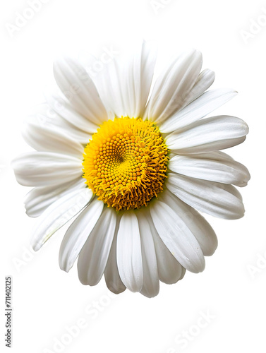 Beautiful white chamomile isolated on transparent background, spring summer flower