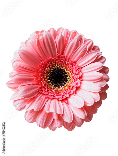 Beautiful pink gerbera flower isolated on transparent background